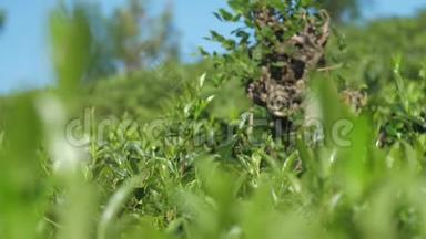 茶树叶片在人工林近景中的运动